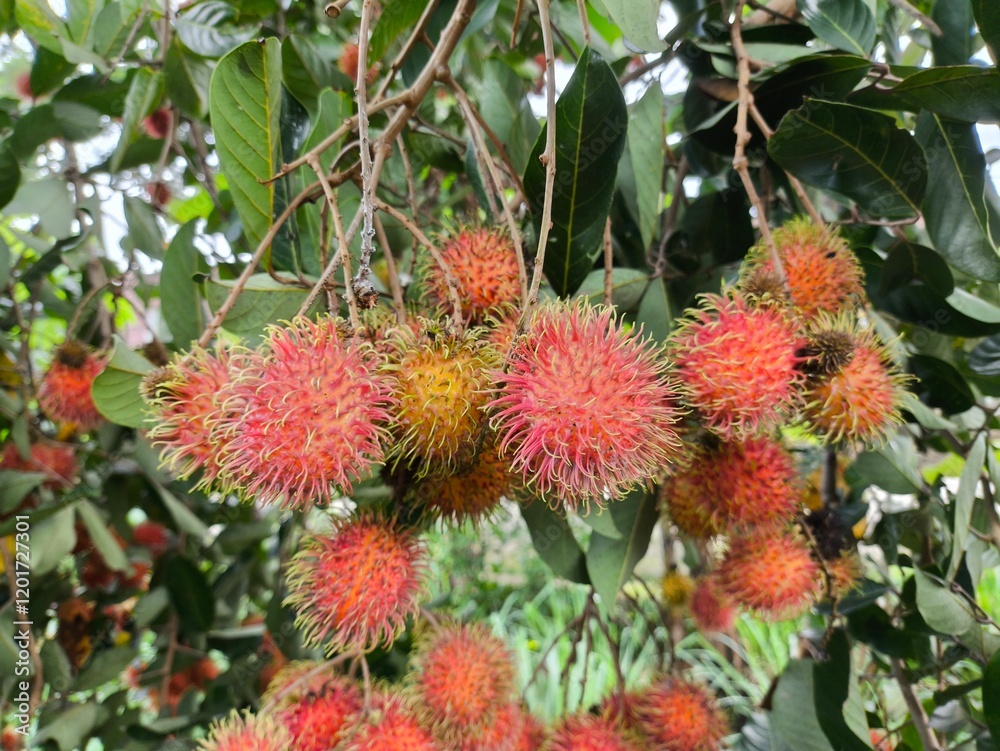 Rambutan Fruits on Tree Branch with Green Leaves in Natural Setting Rambutan Fruits on Tree Branch with Green Leaves in Natural Setting