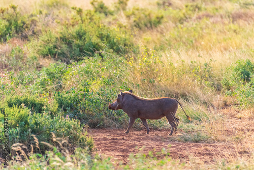 Telephoto of a Common Warthog - Phacochoerus africanus africanus- walking through dense grass in the Samburu national reserve photo