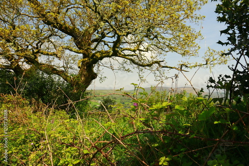 knorriger Baum im Dartmoor