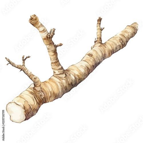 Watercolor illustration of a branch of Marshmallow Root, isolated on a white background, vector design painting