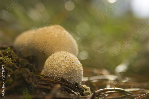 round tuberous mushroom with knobs, white round mushroom with spines, white mycelia grow in one place between pine needles, mushrooms in the forest, close-up of mycelia, forest floor