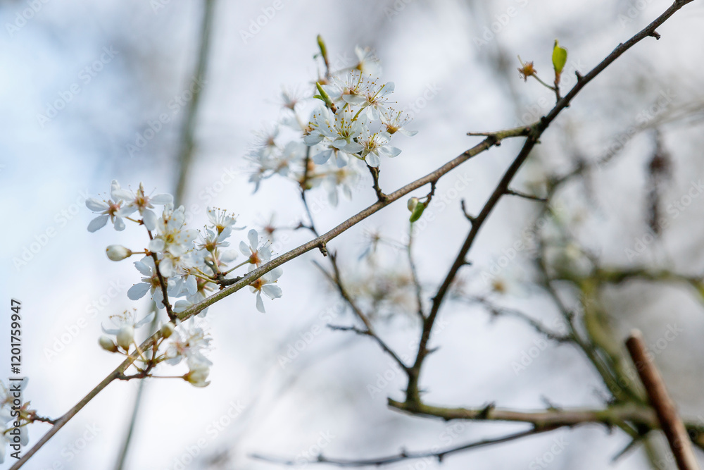 Cherry blossom branches adorned with white flowers against a soft sky during early spring in a serene natural setting Cherry blossom branches adorned with white flowers against a soft sky during early spring in a serene natural setting