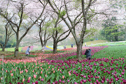 Wallpaper Mural チューリップと桜が満開の春の公園 Torontodigital.ca