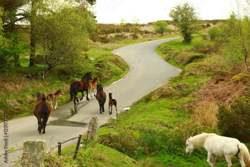 Dartmoor Ponieherde