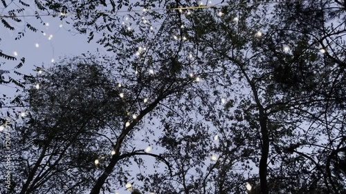 Forest sky with fairy lights, camping theme, camping in the woods, fairy lights and trees