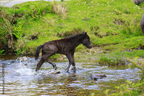 Dartmoor Fohlen beim Überqueren eines Baches