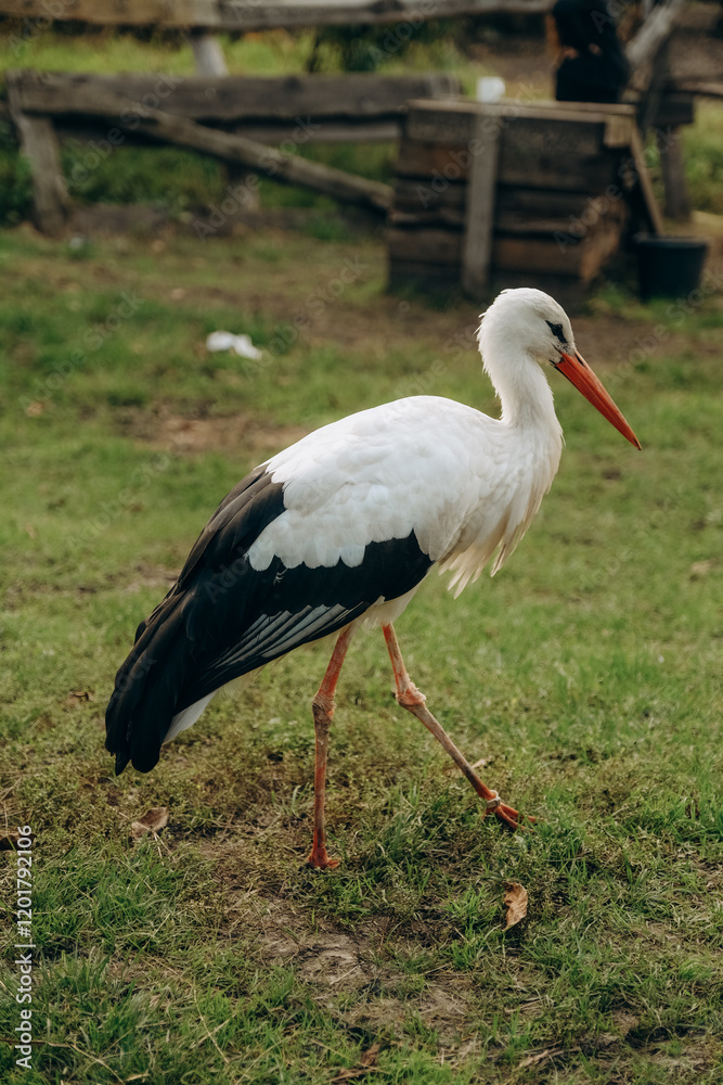 The stork walks close to people in the park in autumn. The stork walks close to people in the park in autumn.