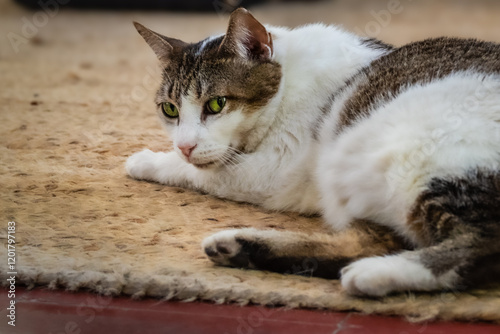 5 Toed Cat Guarding Hemingway's Study in His Key West House photo