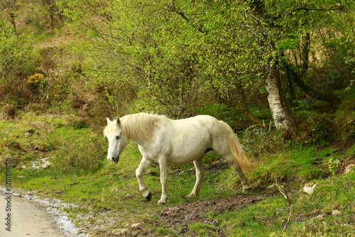 Hengst im Dartmoor