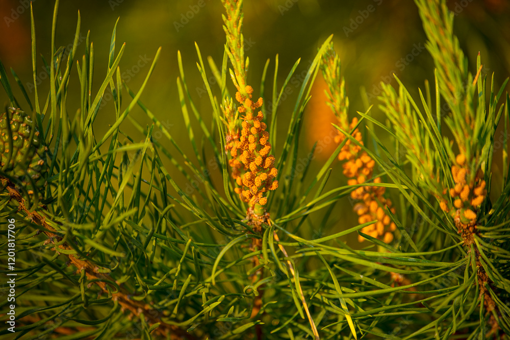 spring bloom of pine branches. new shoots with pollen. close-up. spring bloom of pine branches. new shoots with pollen. close-up.