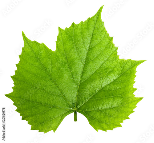 grape leaf