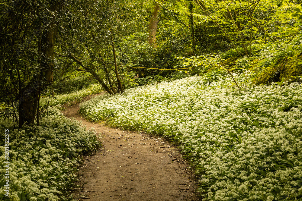 Naklejka premium Wild garlic, Allium ursinum growing in a woodland surrounded by trees with a path running through it.
