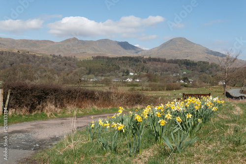 A Lake District scene of the Coniston fells from the roadside in spring with daffodils in the foreground on a sunny day with blue sky.