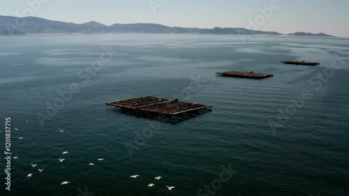 aerea de bateas con gaviotas