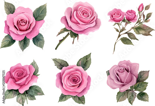 watercolor set of pink roses