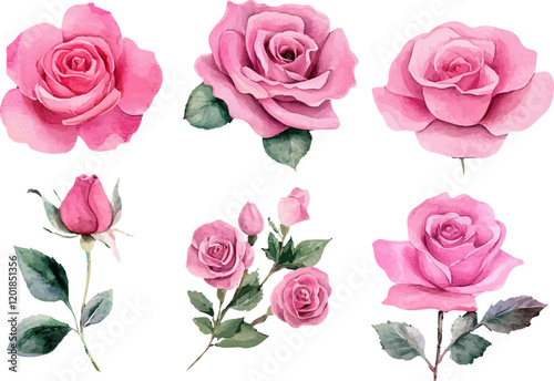 pink roses on white background