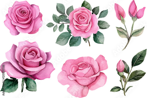 watercolor pink roses flowers