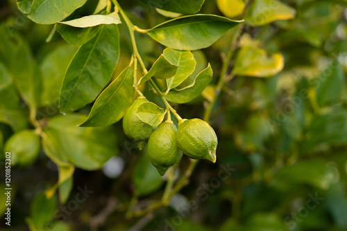 Wallpaper Mural green lemons on a tree Torontodigital.ca