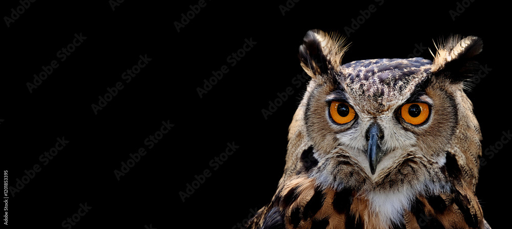 Fototapeta premium アフリカワシミミズクのポートレート。黒背景。（Spotted Eagle Owl portrait with copy space on black background.） 