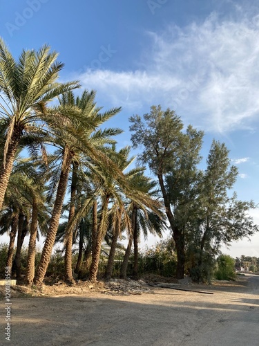 Qassim palm farms in the middle of Buraidah, Al-Sabbakh district, Saudi Arabia
 photo