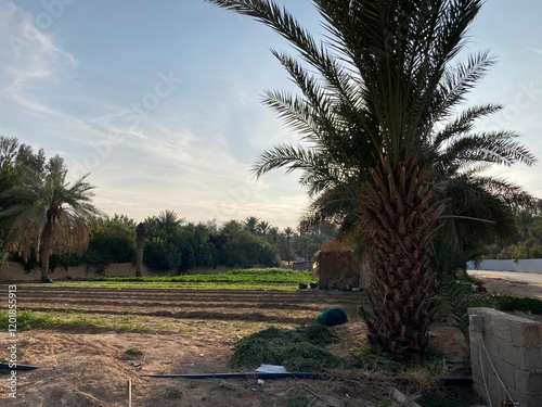 Qassim palm farms in the middle of Buraidah, Al-Sabbakh district, Saudi Arabia
 photo