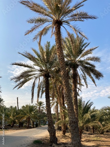 Qassim palm farms in the middle of Buraidah, Al-Sabbakh district, Saudi Arabia
 photo