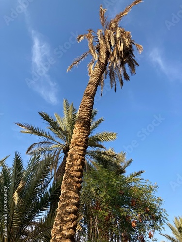 Qassim palm farms in the middle of Buraidah, Al-Sabbakh district, Saudi Arabia
 photo
