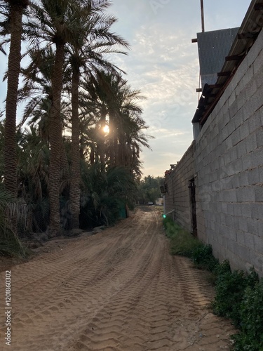 Qassim palm farms in the middle of Buraidah, Al-Sabbakh district, Saudi Arabia
 photo