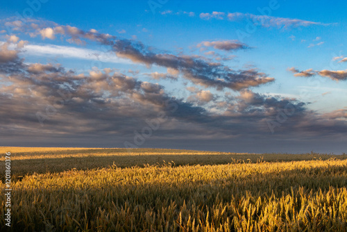 Zboża Pod Błękitnym Niebem Warmii  photo