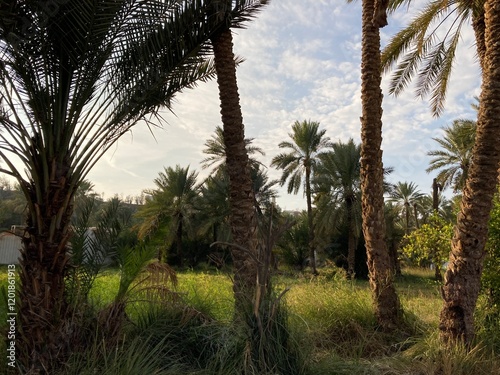 Qassim palm farms in the middle of Buraidah, Al-Sabbakh district, Saudi Arabia
 photo