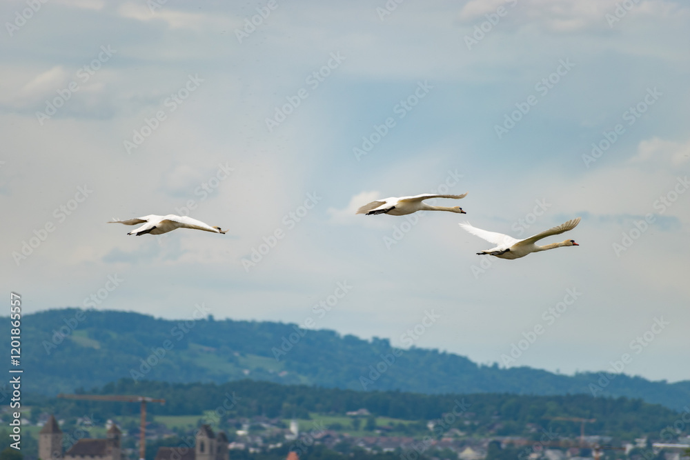 Flying swan in Wangen-Lachen in Switzerland Flying swan in Wangen-Lachen in Switzerland