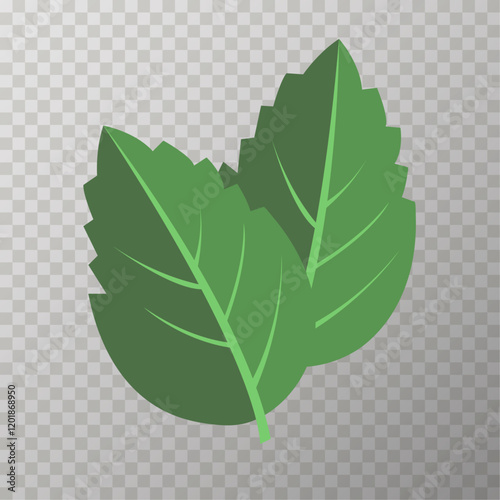 mint leaves isolated vector illustration