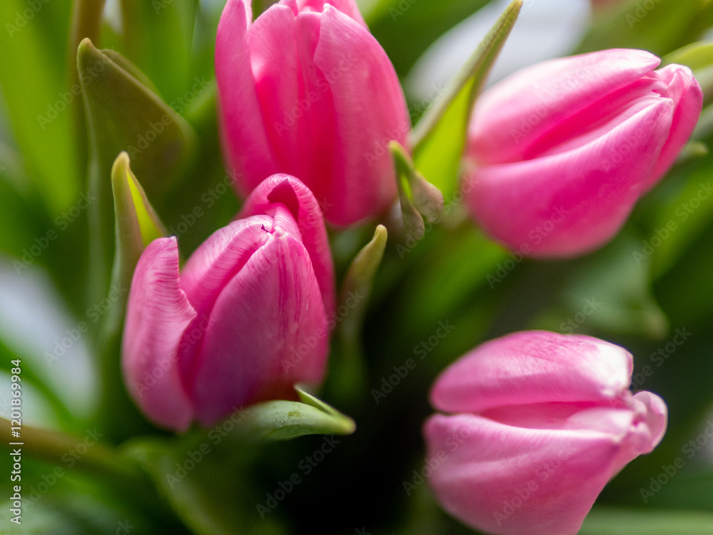 Fototapeta premium Pink flowers with green leaves