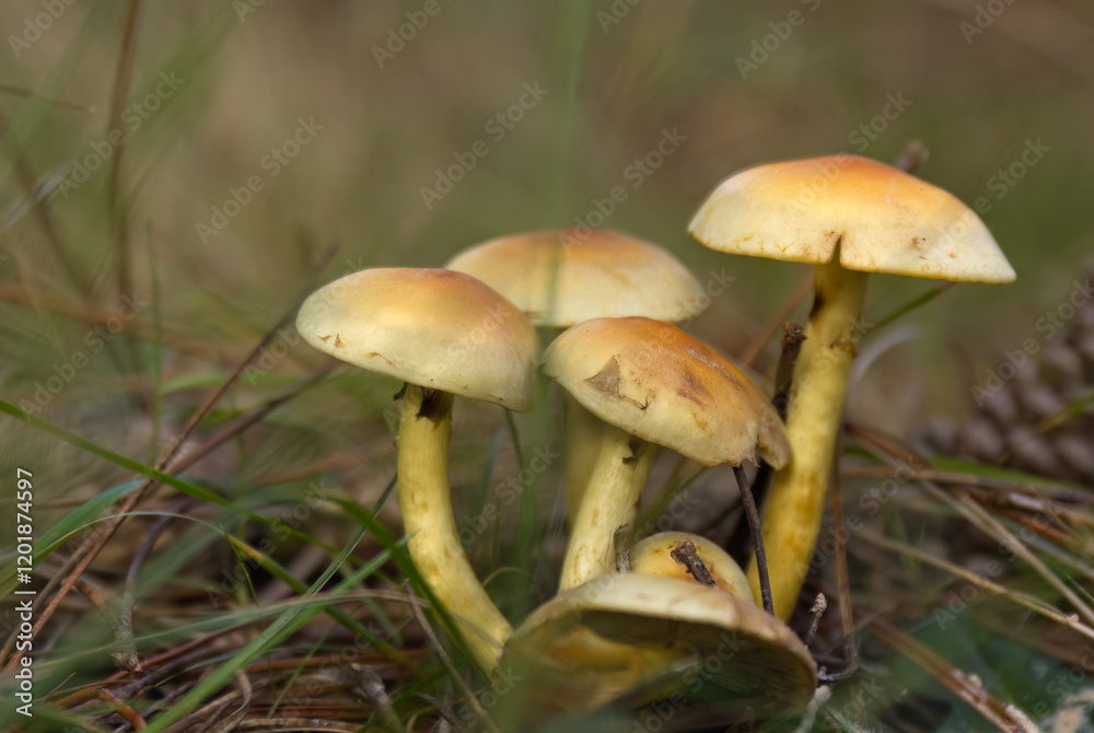 Accumulation of white brown mushrooms in one place, many yellow mycelia grow in one place between pine needles, mushrooms in the forest, close-up of mycelia, forest floor Accumulation of white brown mushrooms in one place, many yellow mycelia grow in one place between pine needles, mushrooms in the forest, close-up of mycelia, forest floor