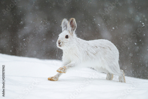 Obraz na płótnie White Snowshoe hare or Varying hare running in the falling snow in Canada
w salonie