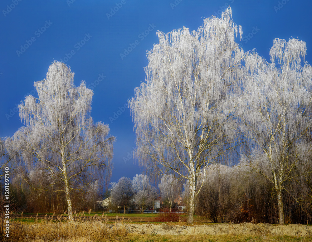 Frosted birch trees on a sunny day with blue sky