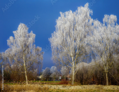 Obraz na płótnie Frosted birch trees on a sunny day with blue sky w salonie