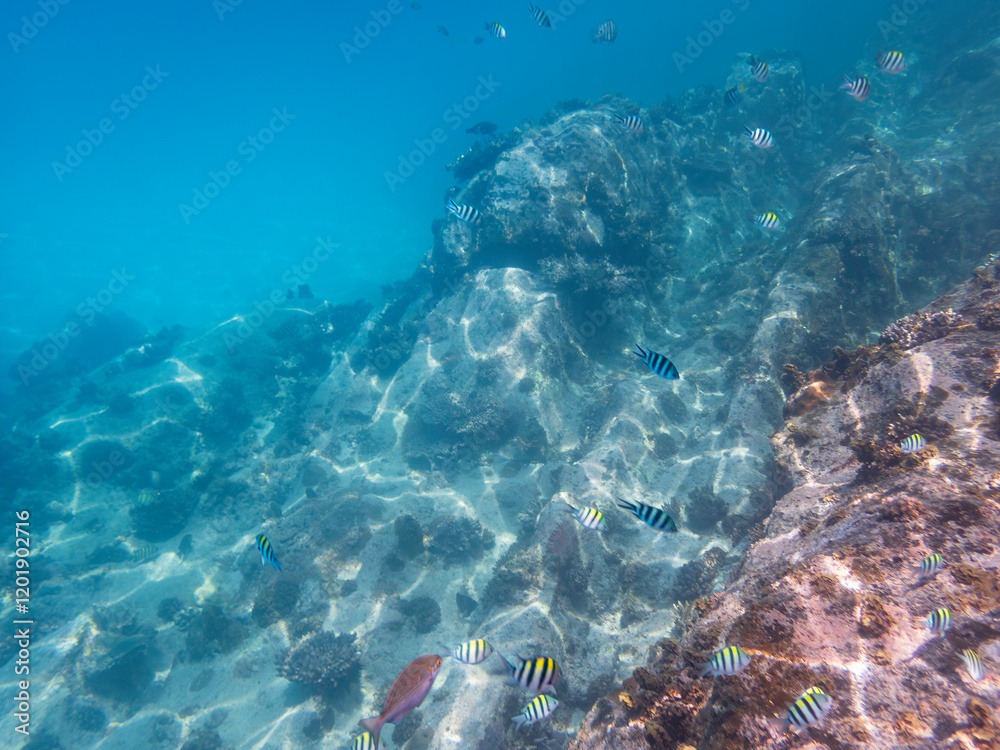 Obraz premium Snorkling With A School Of Beautiful Striptailed Damselfish