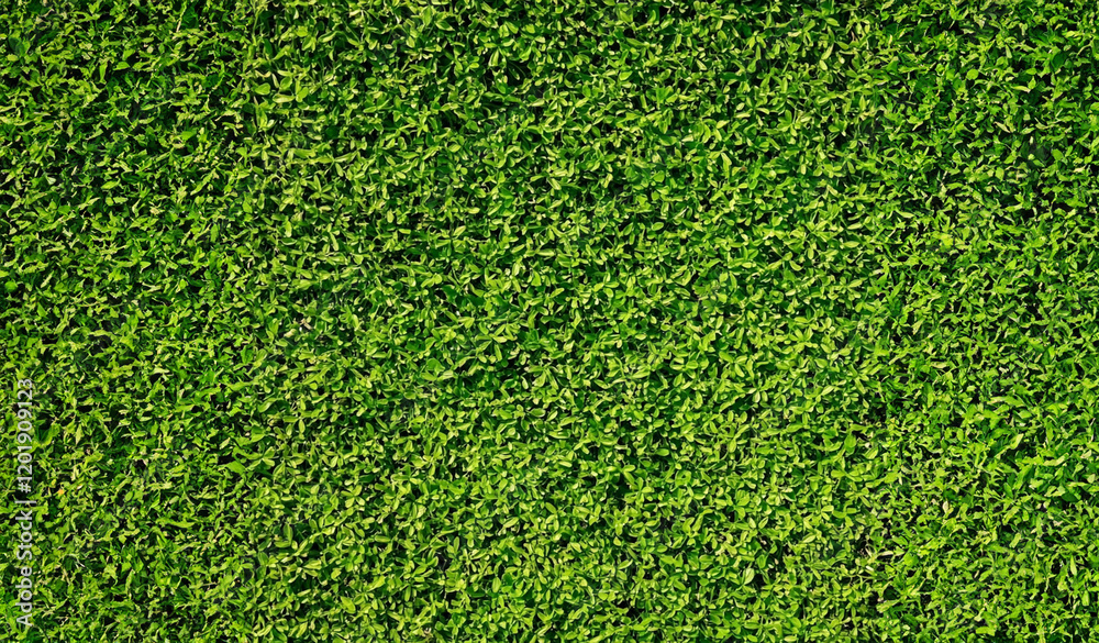 Fototapeta premium Green plant full frame background 