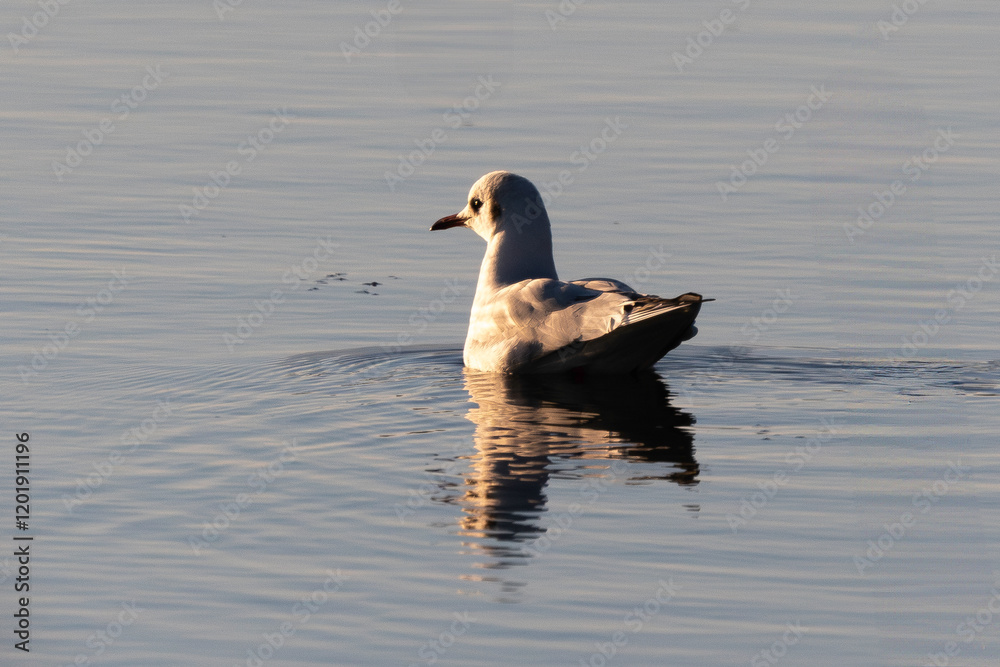 Fototapeta premium Mouette rieuse,.Chroicocephalus ridibundus, Black headed Gull