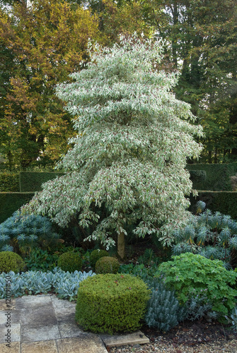 Cornus altermifolia variegata, Cornus, Les Jardins de Castillon ,Plantbessin, Castillon, 14, Calvados, France photo