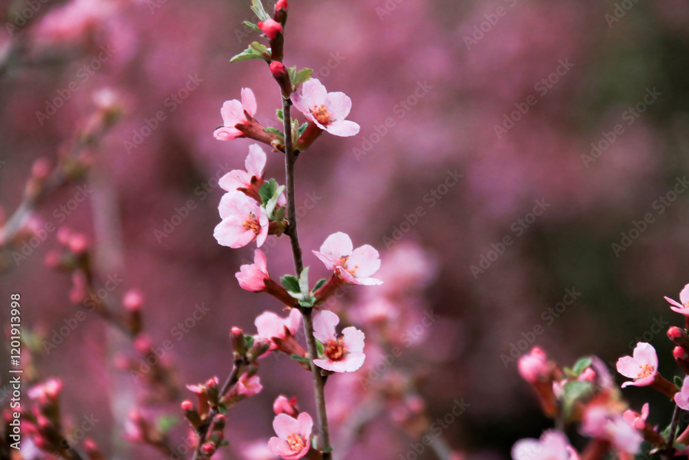 Spring Blossom Background Pink Cherry Blossom Tree Branch in Bloom Perfect for Greeting Card Design Spring Blossom Background Pink Cherry Blossom Tree Branch in Bloom Perfect for Greeting Card Design