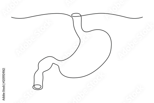 Human stomach, drawn with continuous line in minimalism, abstract, hollow organ, medicine, gastroenterology, anatomy, one line, editable vector contour
