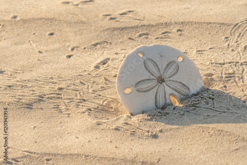 Sand dollar (Dendraster excentricus) shells (endoskeletons) stuck in the sand, surrounded by crab tracks in Baja California, Mexico. photo