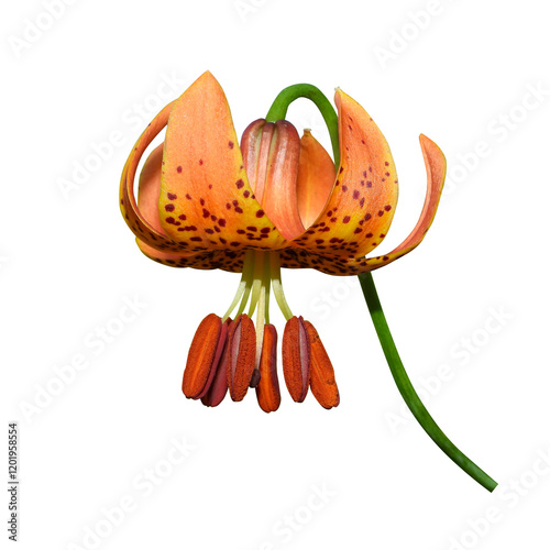 Lilium michiganense - Michigan Lily - Native North American Prairie Wildflower Isolated photo