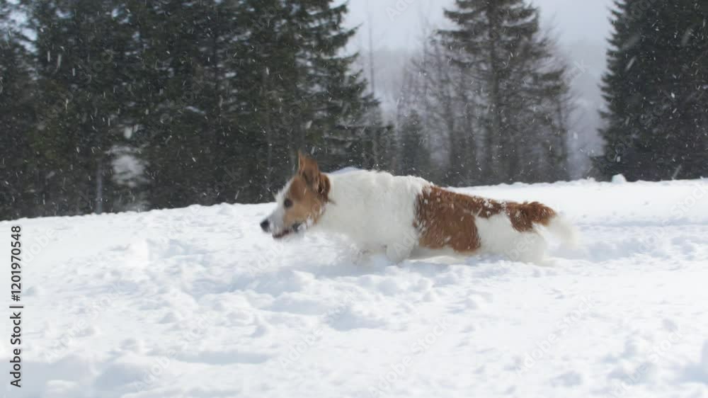 A Jack Russell Terrier lies peacefully in a snowy open field, surrounded by the quiet beauty of winter. A Jack Russell Terrier lies peacefully in a snowy open field, surrounded by the quiet beauty of winter.