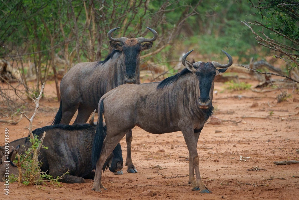 Group of wildebeests standing on a sandy terrain in a savannah landscape in South Africa Group of wildebeests standing on a sandy terrain in a savannah landscape in South Africa