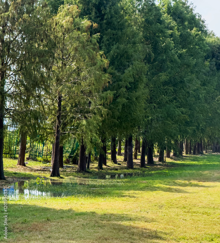 A Tranquil Pathway Through Lush Green Trees and Reflections