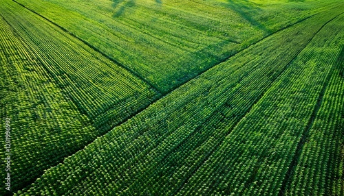 nadir texture and background of green alfalfa field