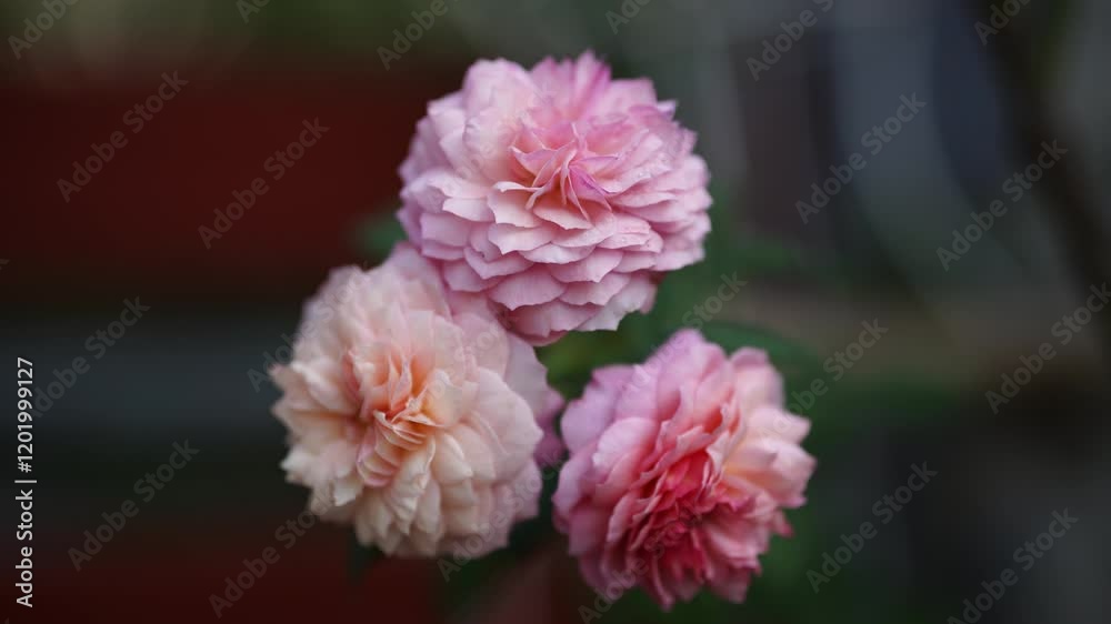 Elegant bouquet of pink roses in clear glass vase, pale pink wall background, white wooden cabinet, soft window light casting shadows, romantic atmosphere, delicate petals, fresh green leaves. Elegant bouquet of pink roses in clear glass vase, pale pink wall background, white wooden cabinet, soft window light casting shadows, romantic atmosphere, delicate petals, fresh green leaves.